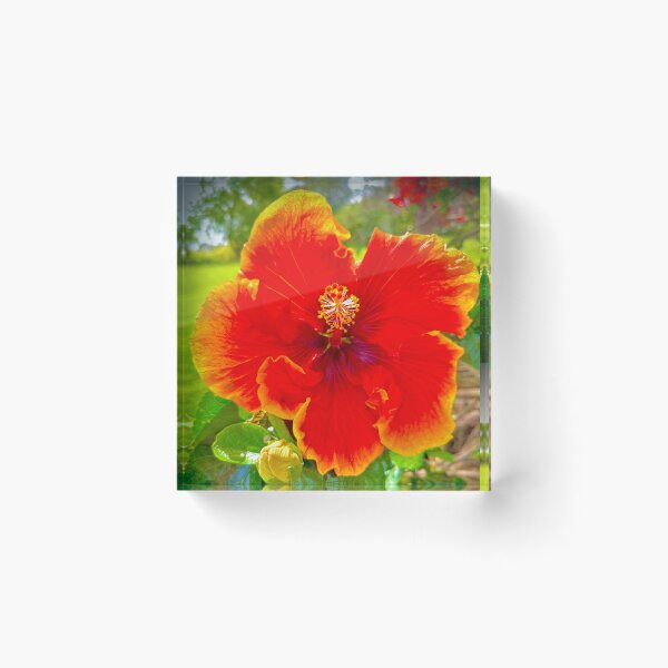 Item preview, Red Hibiscus Flower – Vibrant Tropical Bloom Photography designed and sold by TrisaThyme.