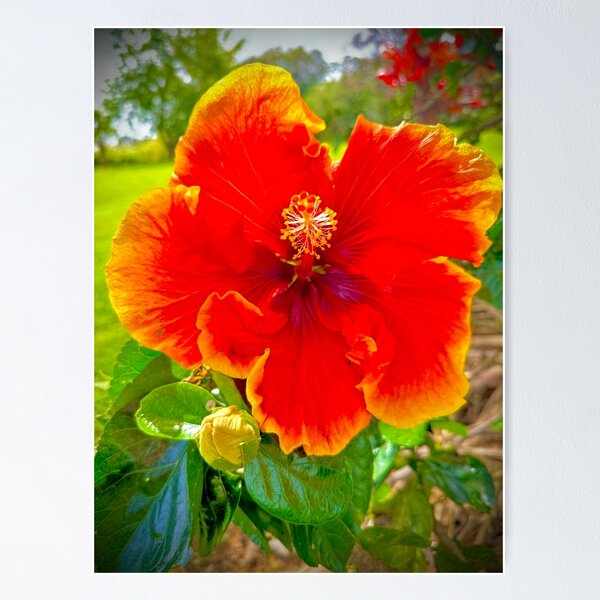 Item preview, Red Hibiscus Flower – Vibrant Tropical Bloom Photography designed and sold by TrisaThyme.