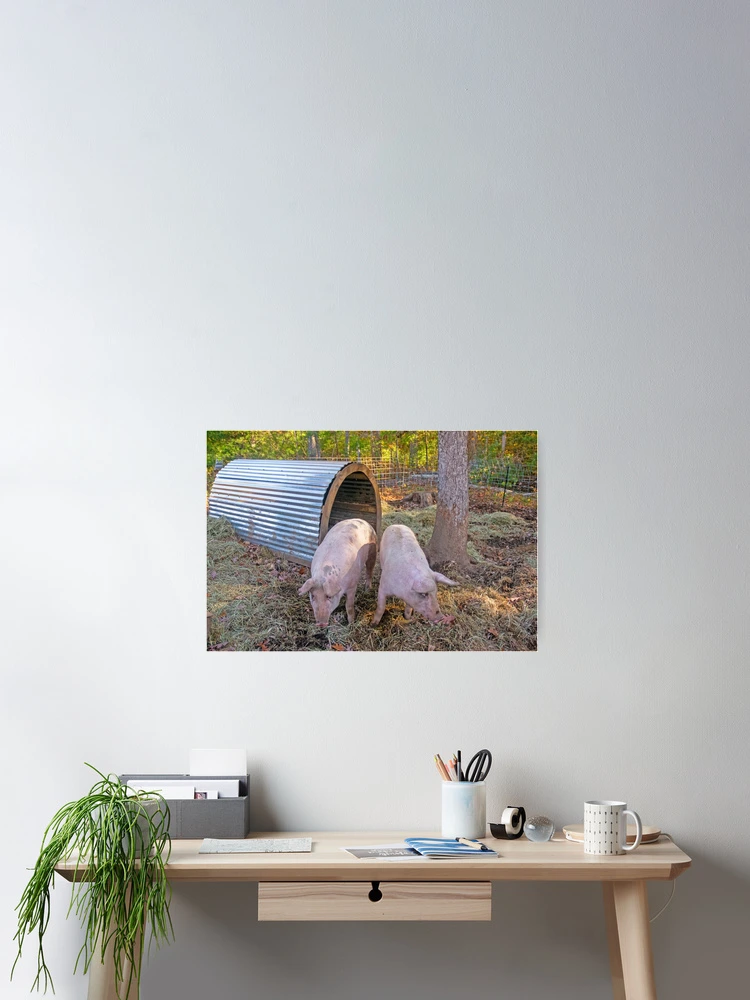 Thumbnail 2 of 3, Poster, Piggies designed and sold by Ruth Curtis.