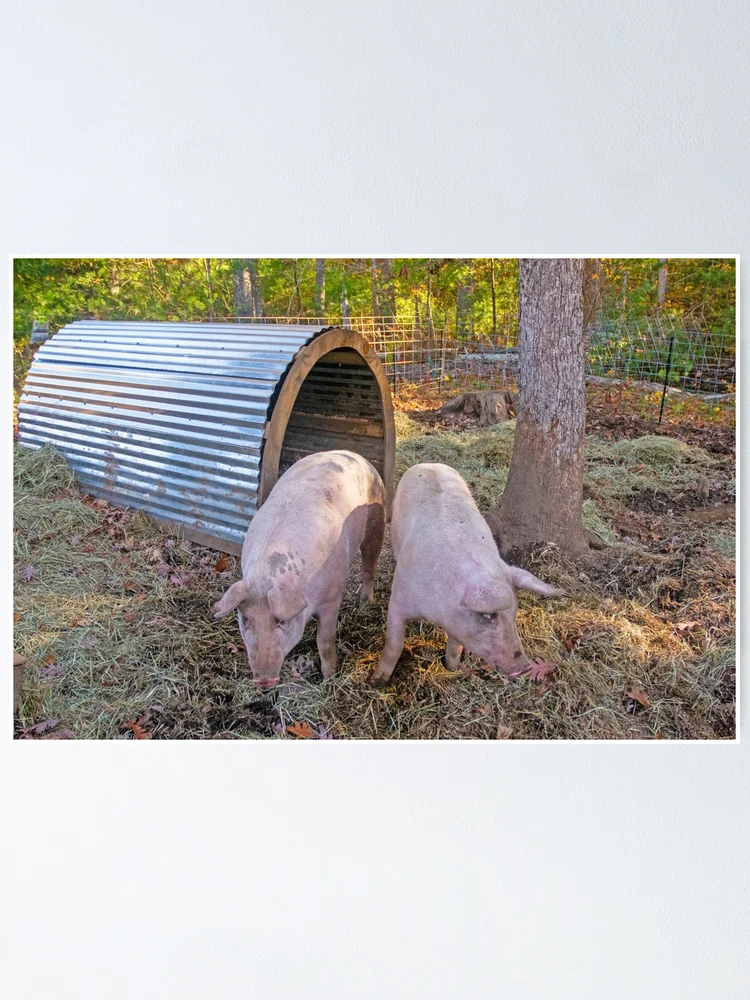 Thumbnail 1 of 3, Poster, Piggies designed and sold by Ruth Curtis.