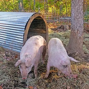 Artwork thumbnail, Piggies by Ruth Curtis
