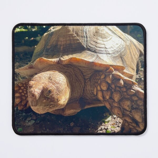 Item preview, Tortoise in the Garden – Giant Land Turtle Photography designed and sold by TrisaThyme.