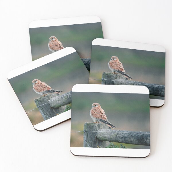 Item preview, Nankeen Kestrel, Point Wilson, Victoria. designed and sold by PVphotography.