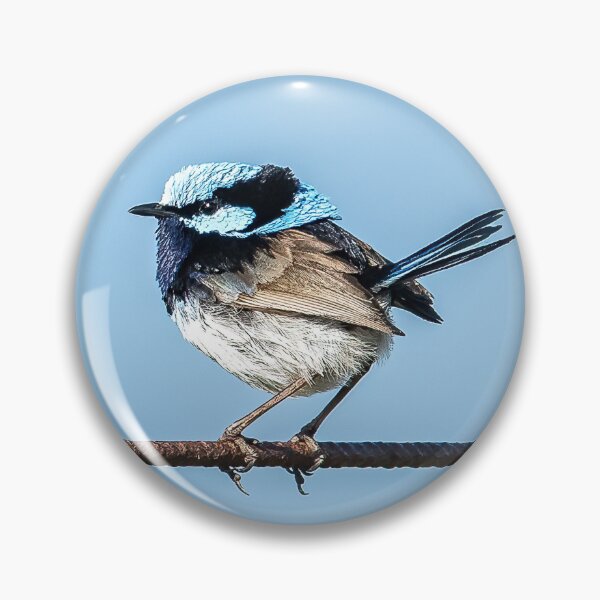 Item preview, Superb fairy wren. designed and sold by PVphotography.