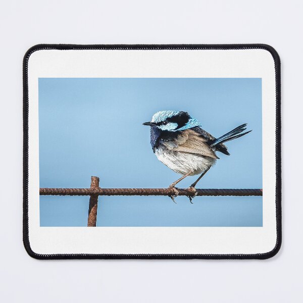 Item preview, Superb fairy wren. designed and sold by PVphotography.