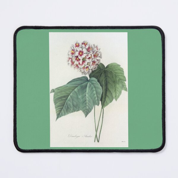 Item preview, Pierre-Joseph Redouté: Dombeya Ameliae designed and sold by Tridentulus.