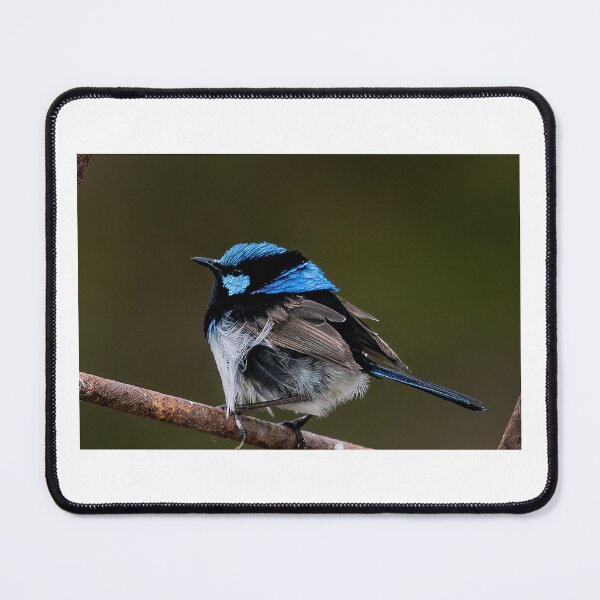 Item preview, Superb fairy wren designed and sold by PVphotography.
