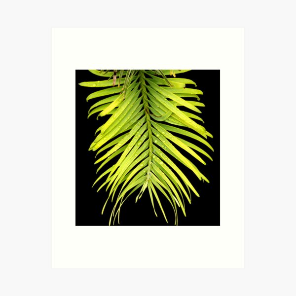 Item preview, Frond designed and sold by Paul Earl.