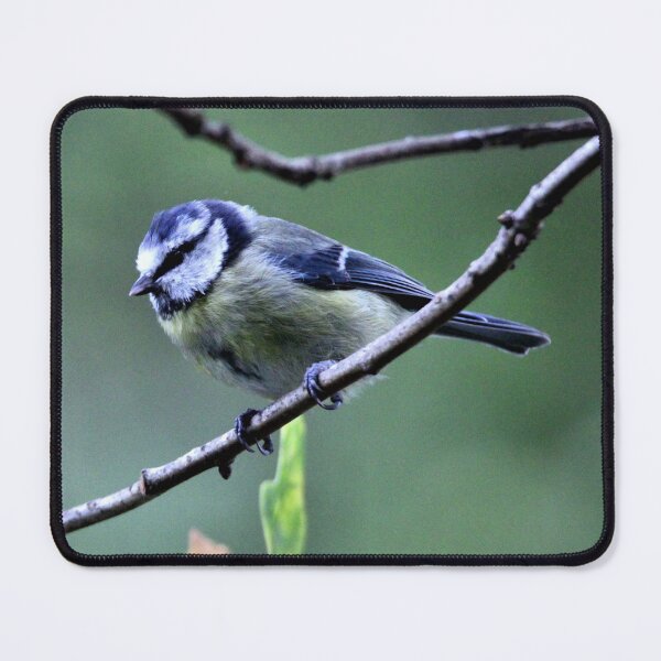 Item preview, blue tit designed and sold by KathleenDawson.