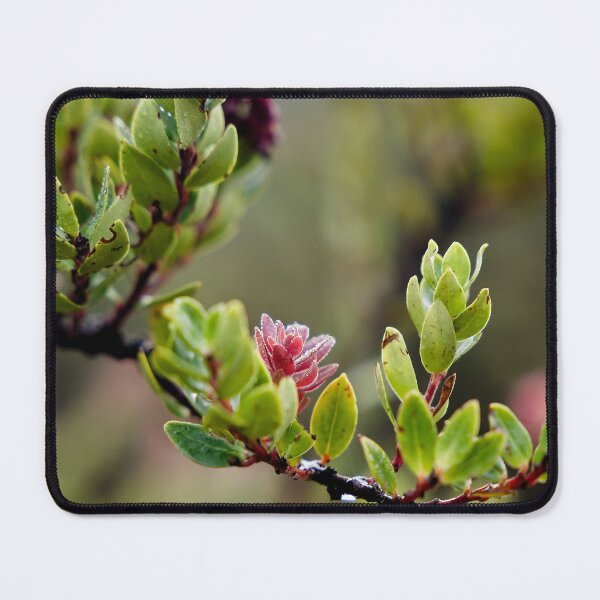 Item preview, Fragile pink bursts on still-damp foliage designed and sold by franck380.