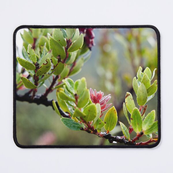 Item preview, Fragile pink bursts on still-damp foliage designed and sold by franck380.