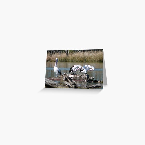 Item preview, Pelicans, Moorook, South Australia designed and sold by Bradd Munn.