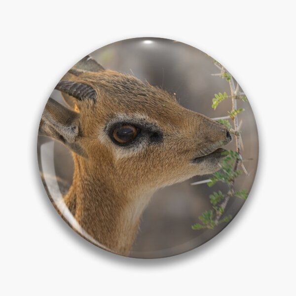 Item preview, Damara Dik Dik Browsing Acacia, Etosha Namibia designed and sold by DavideAntoniani.