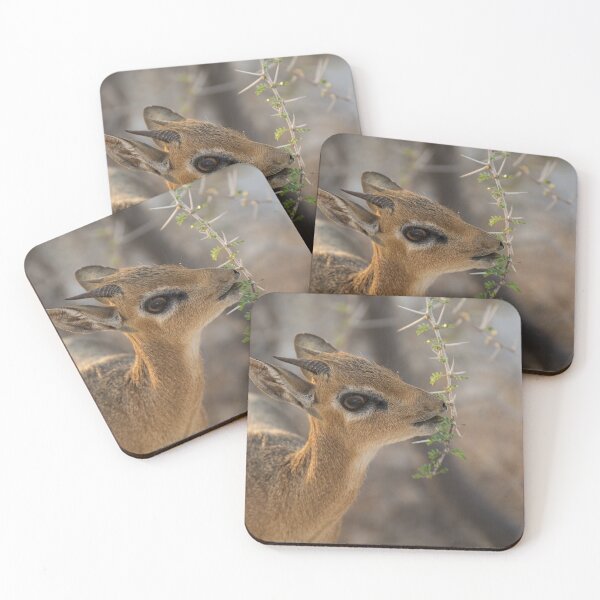 Item preview, Damara Dik Dik Browsing Acacia, Etosha Namibia designed and sold by DavideAntoniani.