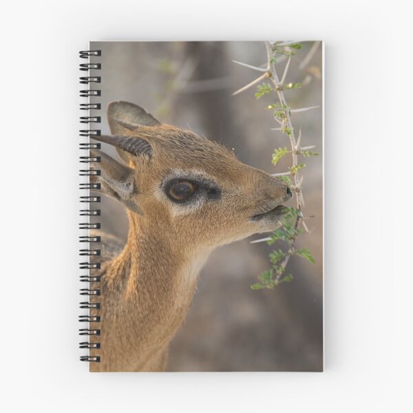 Item preview, Damara Dik Dik Browsing Acacia, Etosha Namibia designed and sold by DavideAntoniani.