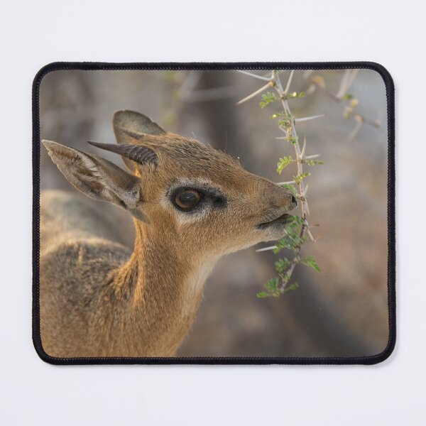 Item preview, Damara Dik Dik Browsing Acacia, Etosha Namibia designed and sold by DavideAntoniani.