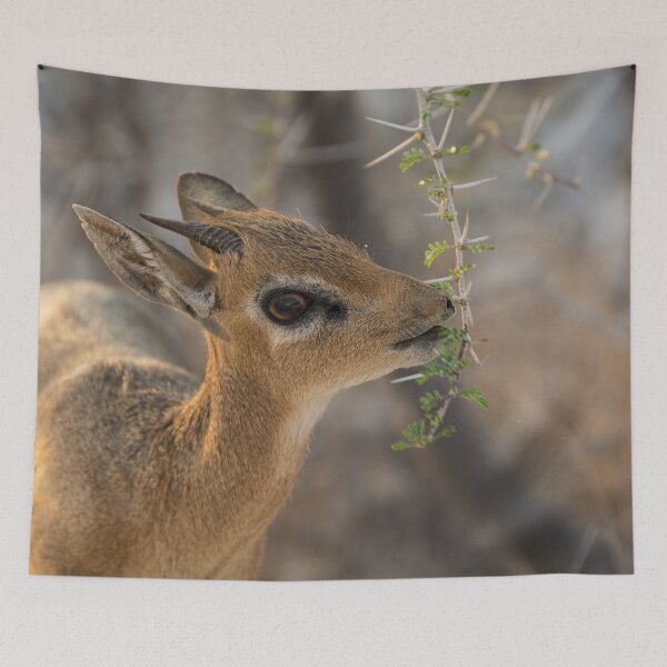 Item preview, Damara Dik Dik Browsing Acacia, Etosha Namibia designed and sold by DavideAntoniani.