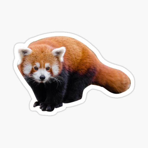Item preview, red panda designed and sold by finniel.