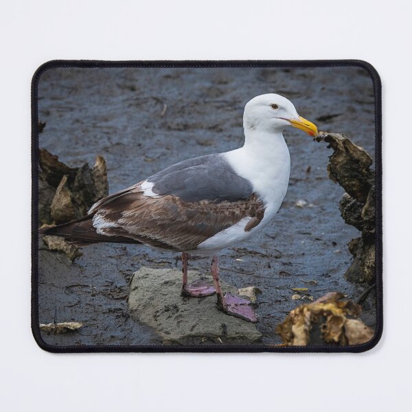 Item preview, Coastal Gull designed and sold by WrightDesignsUS.