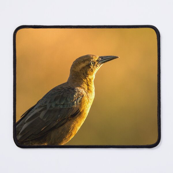 Item preview, Grackle Perched on a Rail designed and sold by Debra Martz.