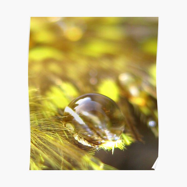 Fields of Gold Poster