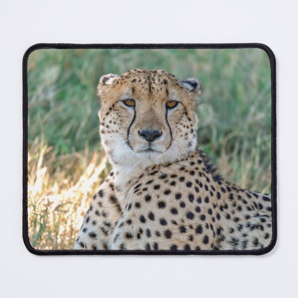 Item preview, Cheetah Portrait, African Savanna, Amber Eyes designed and sold by DavideAntoniani.