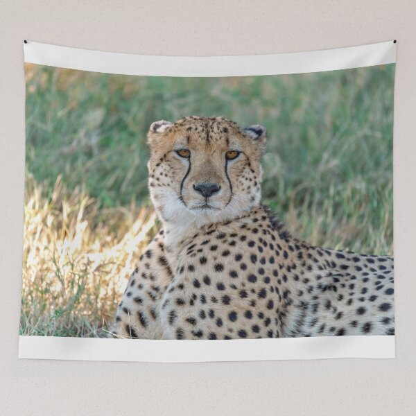 Item preview, Cheetah Portrait, African Savanna, Amber Eyes designed and sold by DavideAntoniani.