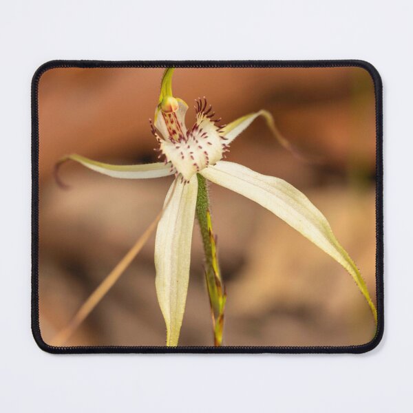 Item preview, white spider orchid 6 designed and sold by Esther Frieda.
