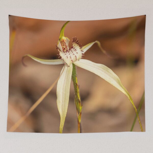 Item preview, white spider orchid 6 designed and sold by Esther Frieda.