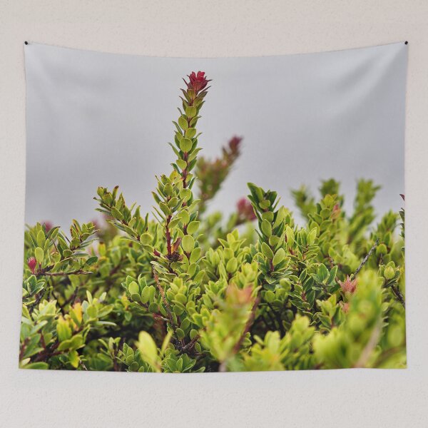 Item preview, Vegetación alpina contrastante en las alturas del Ijen designed and sold by franck380.