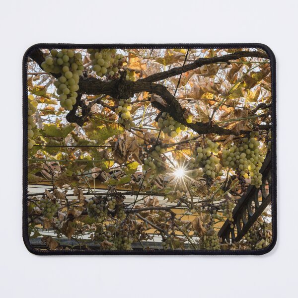 Item preview, Sunburst Through Autumnal Grape Vines designed and sold by Georgia Mizuleva.