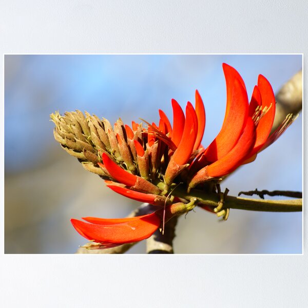 Item preview, Coral Tree Flower, Bundanon 4 designed and sold by tmac.
