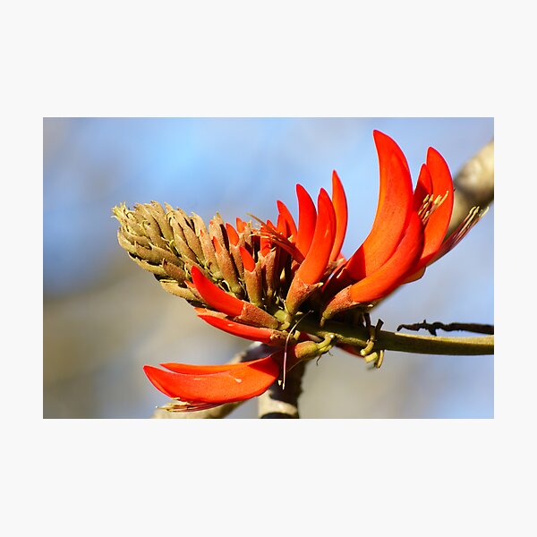 Artikelvorschau, Coral Tree Flower, Bundanon 4 entworfen und verkauft von tmac.