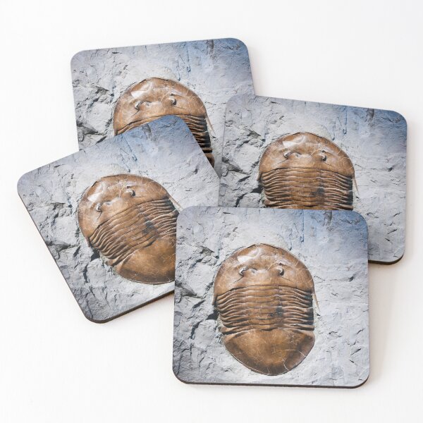 Item preview, Fossil in stone – witness to eternity / Swiss Artwork Photography designed and sold by Raphael Wolf.