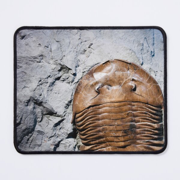 Item preview, Fossil in stone – witness to eternity / Swiss Artwork Photography designed and sold by Raphael Wolf.