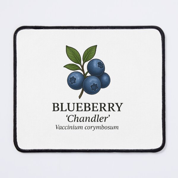 Item preview, Blueberry ‘Chandler’ – Vaccinium corymbosum designed and sold by BloomKind.