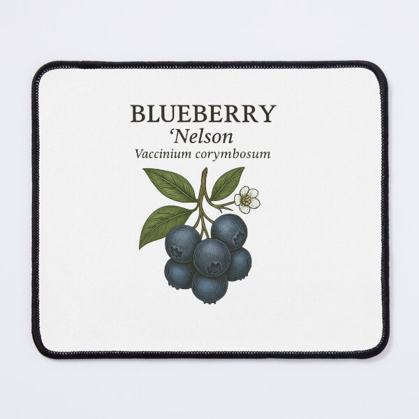 Item preview, Blueberry ‘Nelson’ – Vaccinium corymbosum designed and sold by BloomKind.