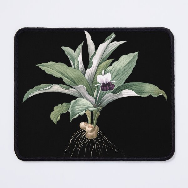 Item preview, Kaempferia angustifolia designed and sold by AngyDesigns49.
