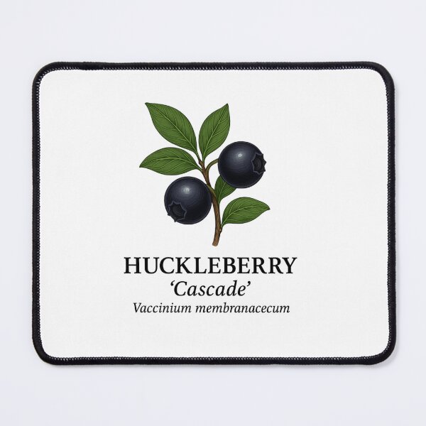 Item preview, Huckleberry ‘Cascade’ – Vaccinium membranaceum designed and sold by BloomKind.