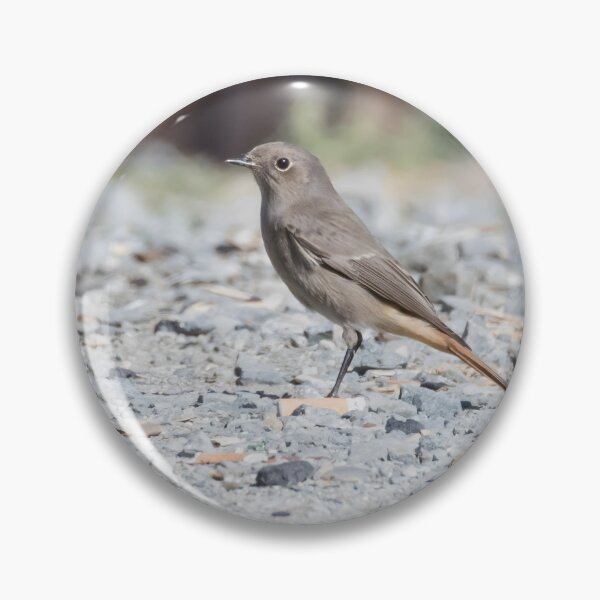 Item preview, Black Redstart designed and sold by LaurenTucker.