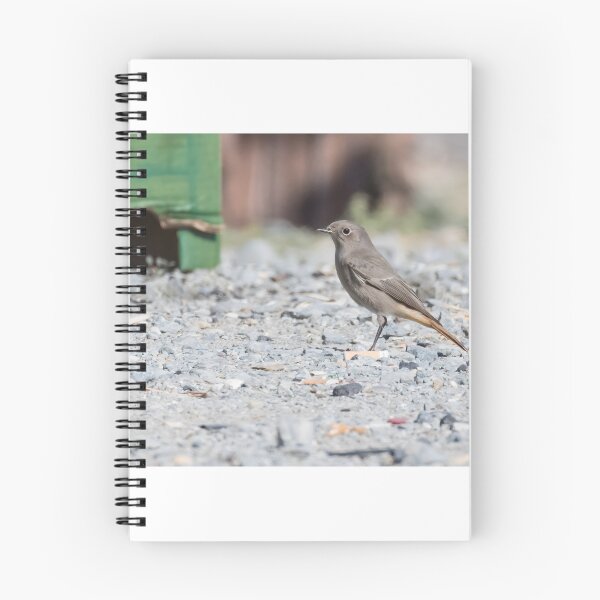 Item preview, Black Redstart designed and sold by LaurenTucker.