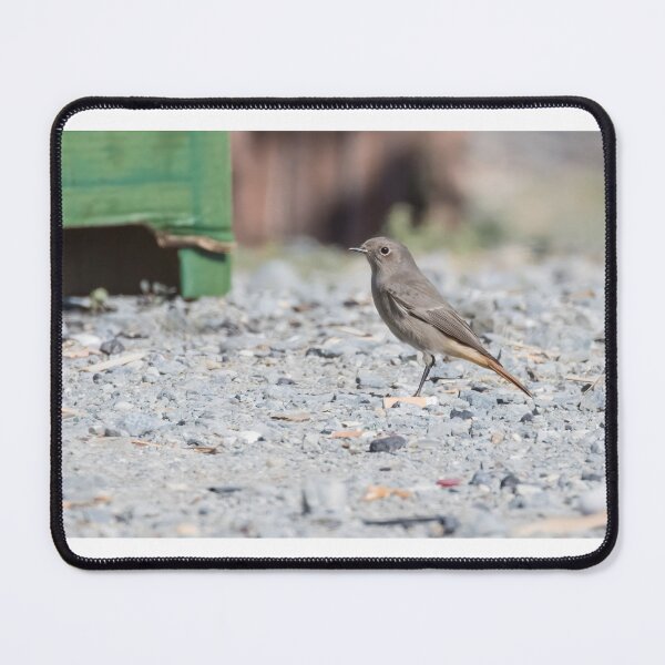 Item preview, Black Redstart designed and sold by LaurenTucker.