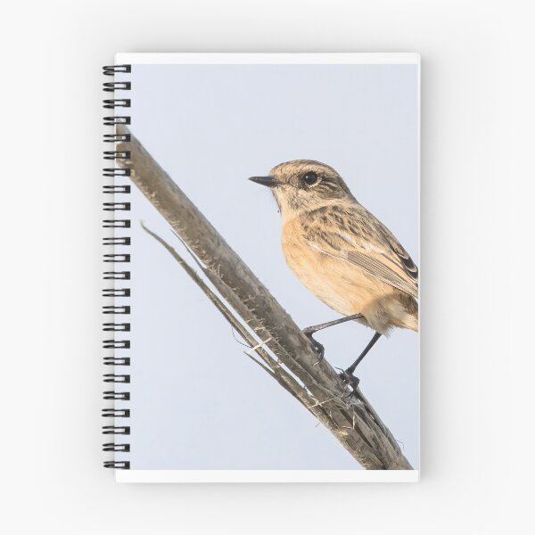 Item preview, tarabilla europea designed and sold by LaurenTucker.