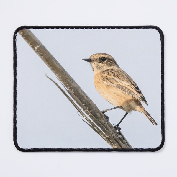 Item preview, European Stonechat designed and sold by LaurenTucker.