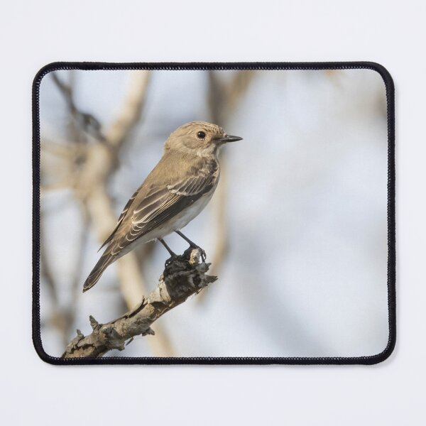Item preview, Spotted Flycatcher designed and sold by LaurenTucker.