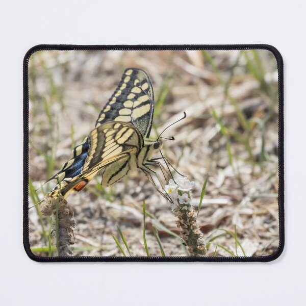 Item preview, Swallowtail designed and sold by LaurenTucker.