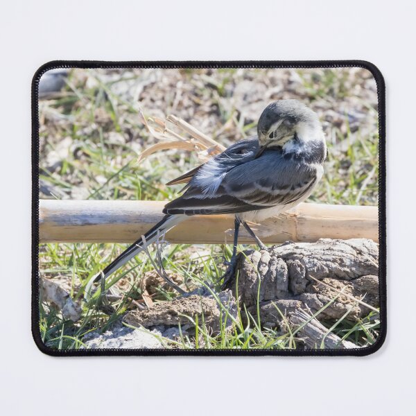 Item preview, Pied Wagtail designed and sold by LaurenTucker.