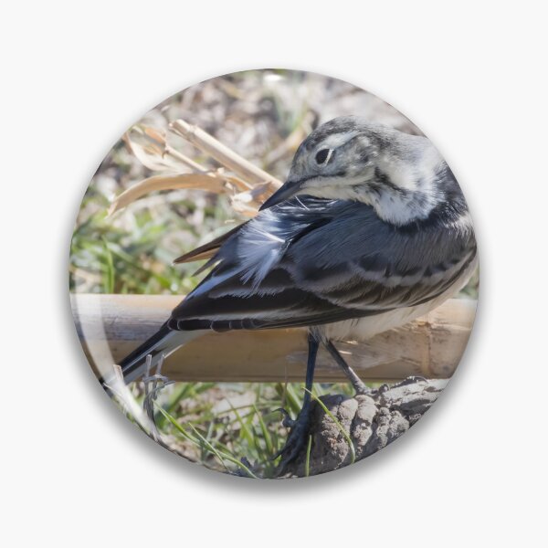 Item preview, Pied Wagtail designed and sold by LaurenTucker.