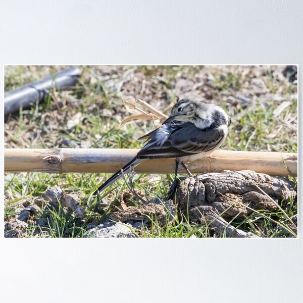 Item preview, Pied Wagtail designed and sold by LaurenTucker.