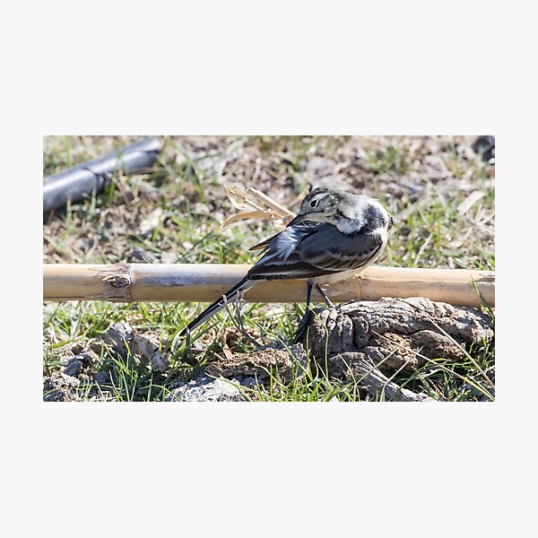 Item preview, Pied Wagtail designed and sold by LaurenTucker.